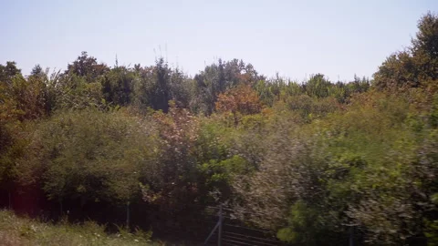 Roadside Trees and Bushes Stock Footage 293181636