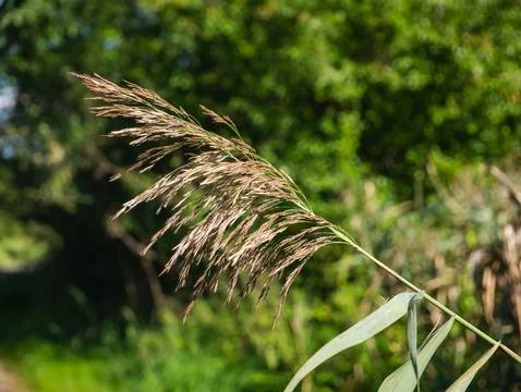 Roadside vegetation growing on dirt path on summer day Фото