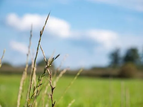 Roadside vegetation growing on dirt path on summer day Foto stock