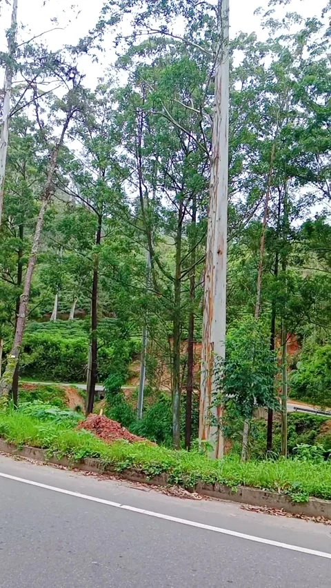 Roadside view with green trees and forest nature Stock Footage 346746028