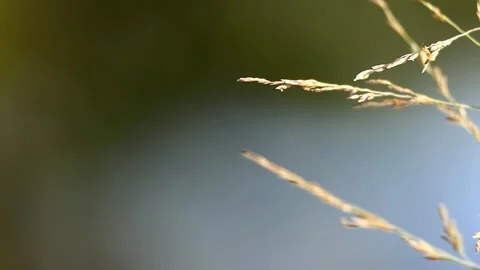 Roadside weeping lovegrass swaying gently against a dark copy space,4K 库存影片 344576134