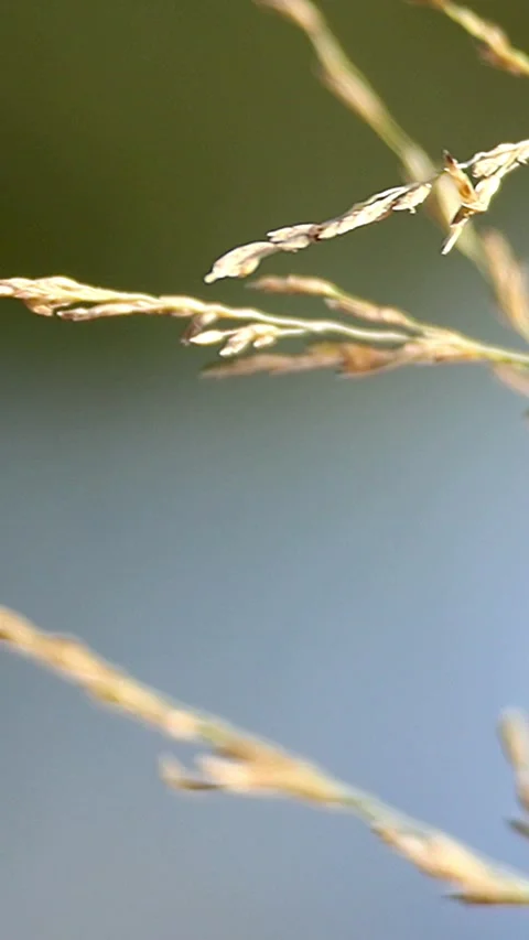 Roadside weeping lovegrass swaying gently against a dark copy space,Vertical 库存影片 344576746