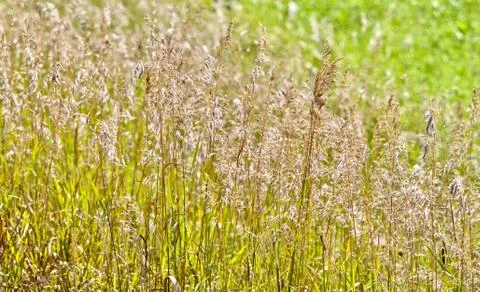 Roadside wild oats Stock Photos