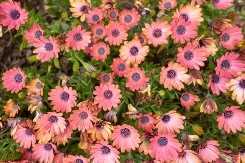 The roadside Wildflower Foto stock