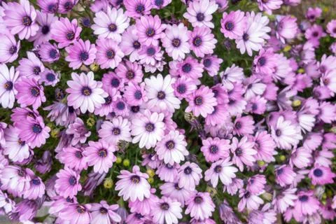 The roadside Wildflower Stock Photos