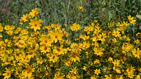 Roadside Wildflowers in Strong Wind Stock Footage 210057101