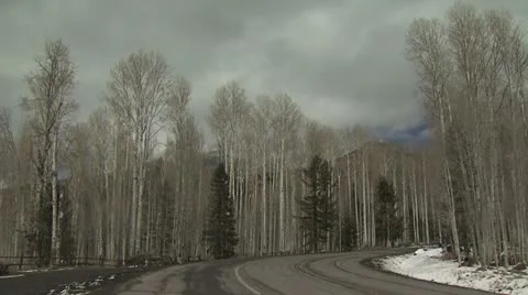 Roadside Winter Forest Video stock 19008360