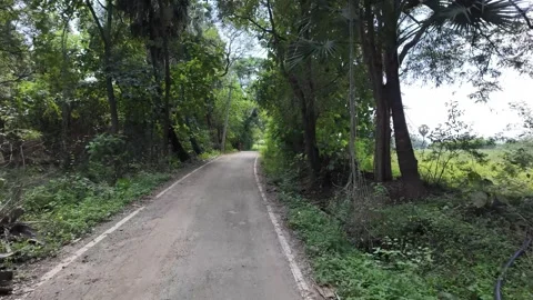 Roadway in the Dense Forest Stock Footage 263878846