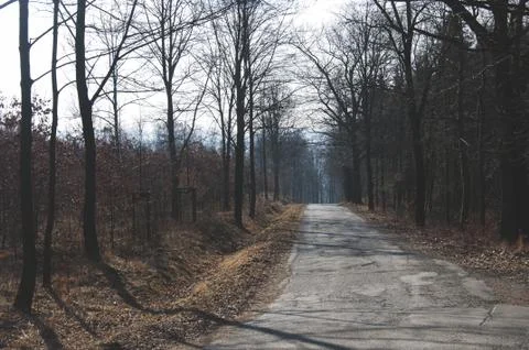 The roadway in the forest Stock Photos