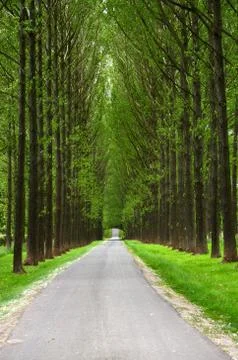 Roadway Through The Trees Stock Photos