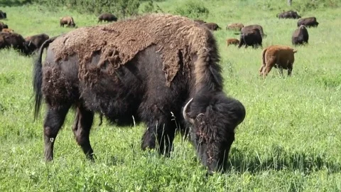 Roaming American Bison Video stock 74863782