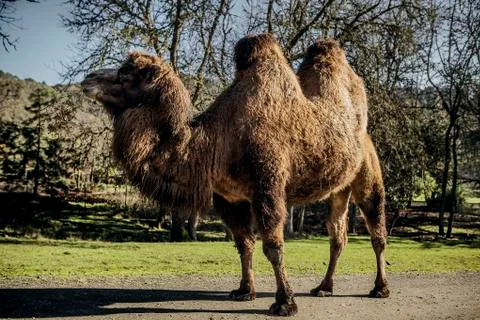 Roaming Camel Stock Photos