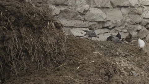 Roaming chickens eating manure Stock Footage 166709392