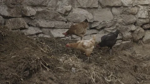 Roaming chickens eating manure1 Stock Footage 166708367