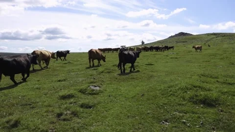 Roaming Dartmoor cows being fed pellets from farm vehicle Stock Footage 134966904