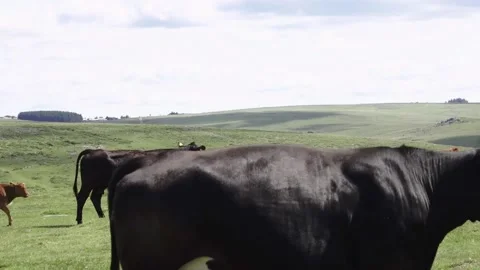 Roaming Dartmoor cows being fed pellets from farm vehicle Stock Footage 134966959