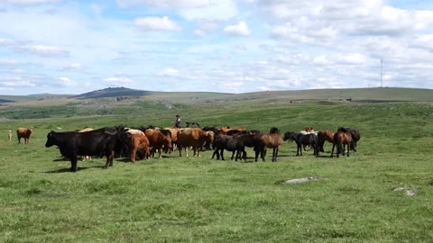 Roaming Dartmoor cows being fed pellets from farm vehicle Stock Footage 134967001