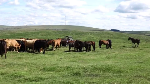 Roaming Dartmoor cows being fed pellets from farm vehicle Stock Footage 134967110