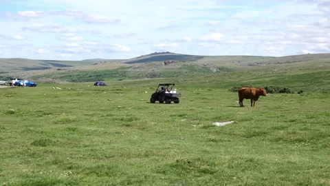 Roaming Dartmoor cows being fed pellets from farm vehicle Stock Footage 134967191