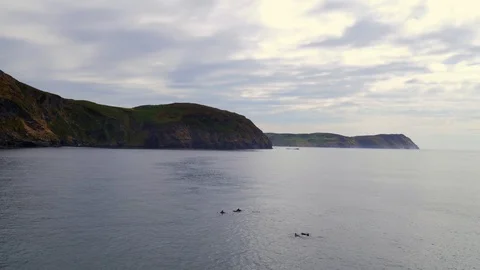 Roaming dolphin pod. Drone shot. 4K Stock Footage 93538962