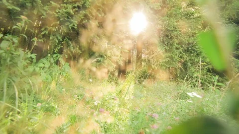 Roaming in the forest timelapse at grass level entering Stock Footage 113742981