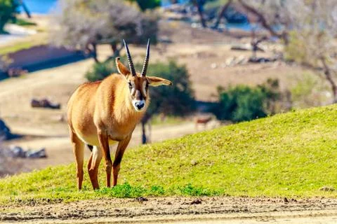 Roaming Roan Antelope Stock Photos