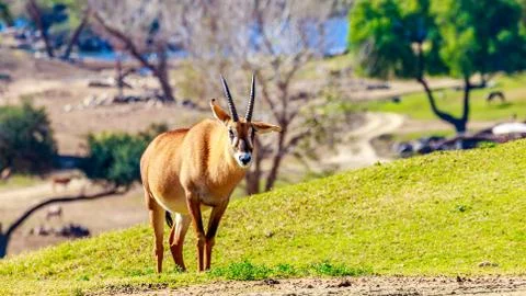 Roaming Roan Antelope Foto stock