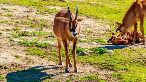 Roaming Roan Antelope Foto stock