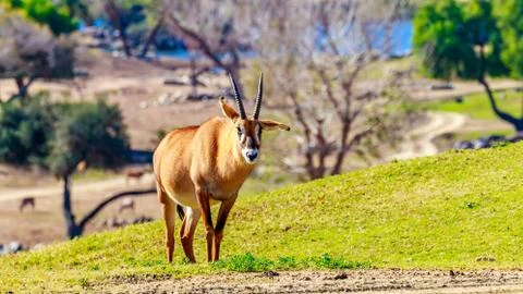 Roaming Roan Antelope Stock Photos