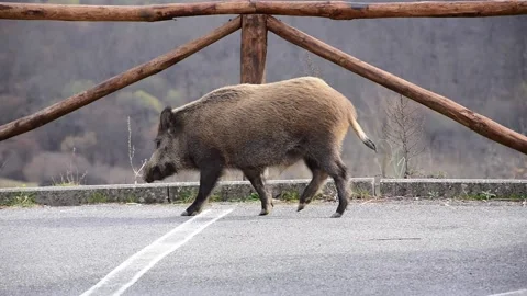 Roaming Wild Boar Video stock 173133986