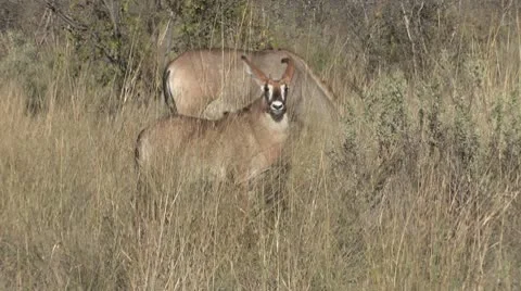 Roan Antelope-1 Video stock 8991138