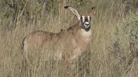 Roan Antelope-2 Stock Footage 8991141
