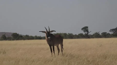 Roan antelope alone on open plain — looking around and grazing 스톡 동영상 319428090