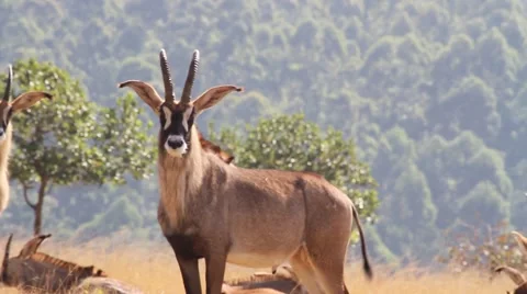 Roan antelope close-up Stock Footage 51768966