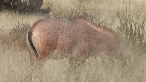 Roan Antelope (HD) Video stock 84546591