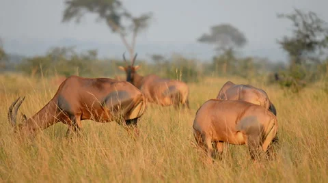 The roan antelope (Hippotragus equinus), Queen Elizabeth National Park, Uganda, Stock Footage 59909255