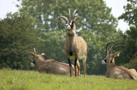 Roan antelope Stock Photos