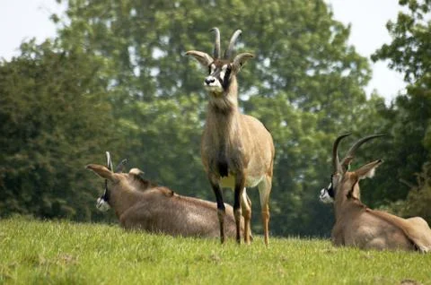 Roan antelope Stock Photos