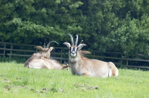 Roan antelope Stock Photos