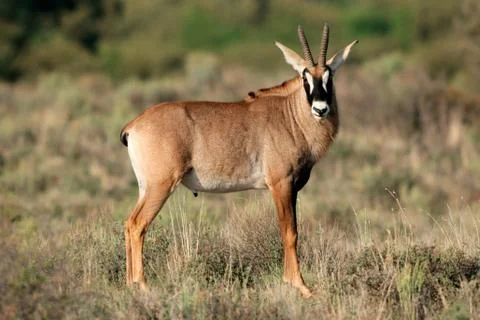Roan antelope Stock Photos