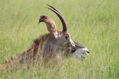 Roan Antelope Stock Photos