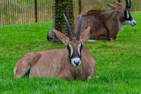 Roan Antelope Stock Photos