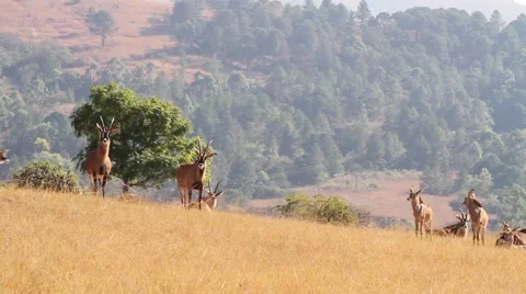 Roan antelope running Stock Footage 51769198