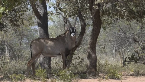 Roan Antelope sheltering from the sun Stock Footage 101968448