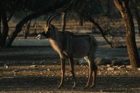 Roan Antelope at sunset light in Namibia Stock Photos