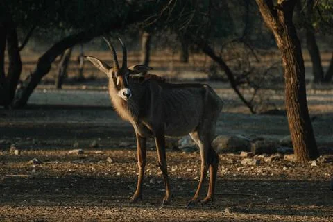 Roan Antelope at sunset light in Namibia Stock Photos