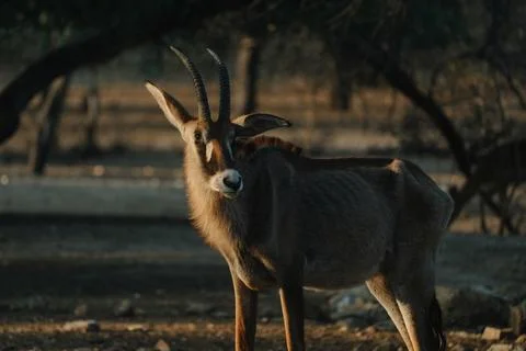 Roan Antelope at sunset light in Namibia Stock Photos