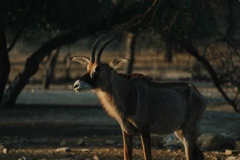Roan Antelope at sunset light in Namibia Stock Photos