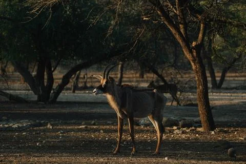 Roan Antelope at sunset light in Namibia Stock Photos