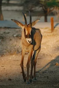 Roan Antelope at sunset light in Namibia Stock-Fotos